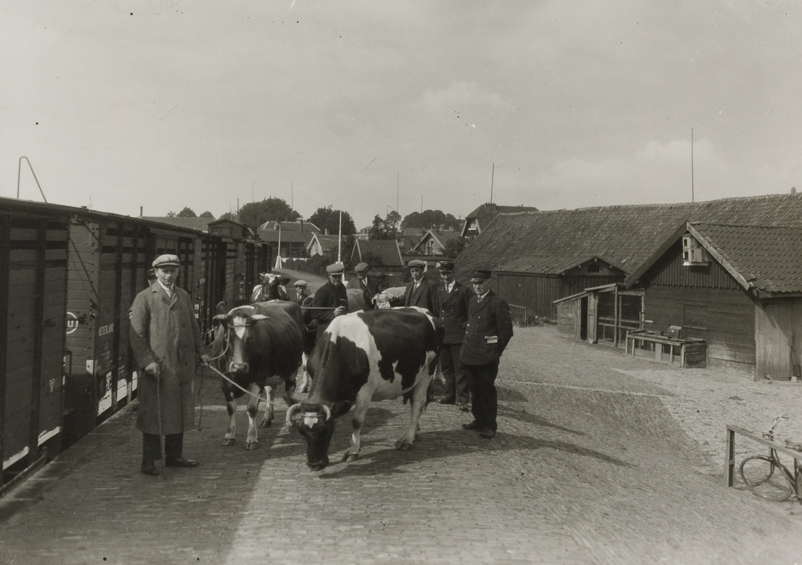 Koeien bij een vee trein in Zwolle